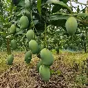 Amrapali Mango (আম্রপালি আম)