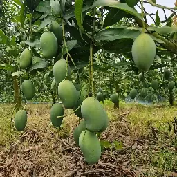 Amrapali Mango (আম্রপালি আম)