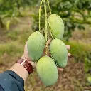 Amrapali Mango (আম্রপালি আম)
